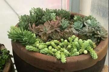 怎么在水缸木箱里养多肉的方法 图片