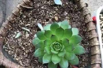 怎么用簸箕油桶养多肉植物 图片