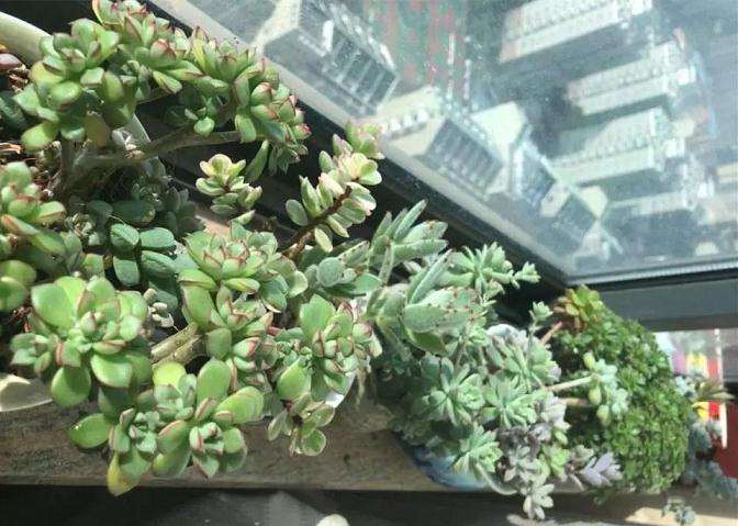 春季多肉怎么晒太阳和浇水的方法 图片
