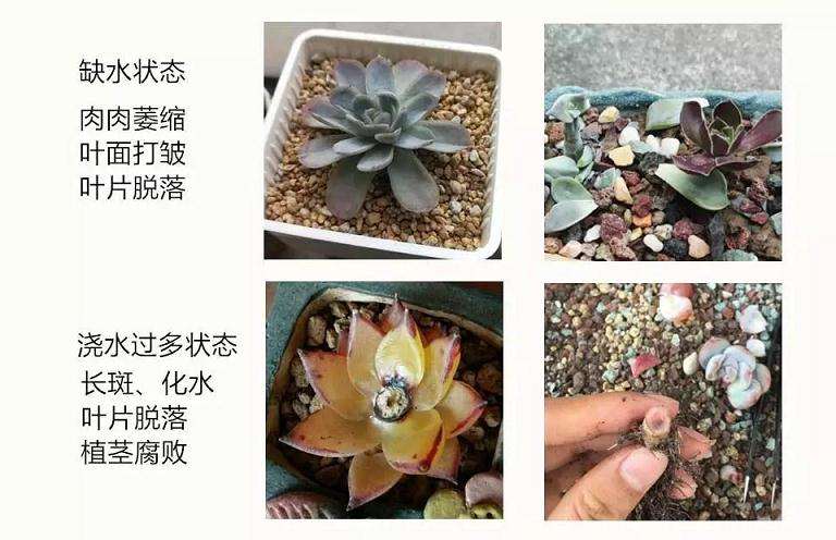 春季多肉怎么晒太阳和浇水的方法 图片