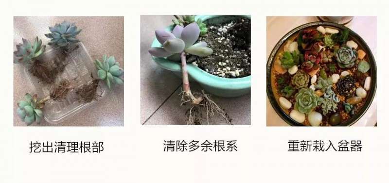 春季多肉植物怎么扦插换盆的方法 图片