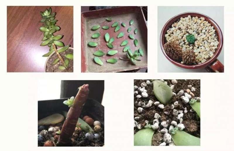 春季多肉植物怎么扦插换盆的方法 图片