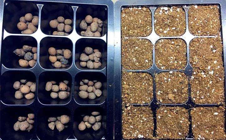 生石花多肉植物怎么配土的方法 图片