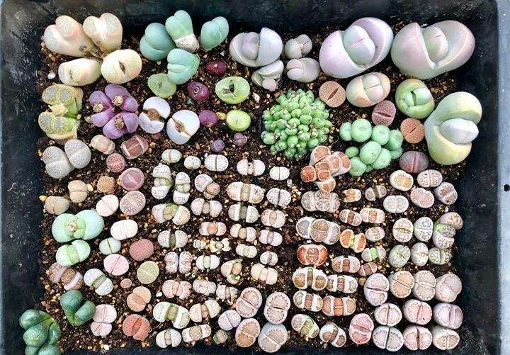 生石花多肉植物怎么配土的方法 图片