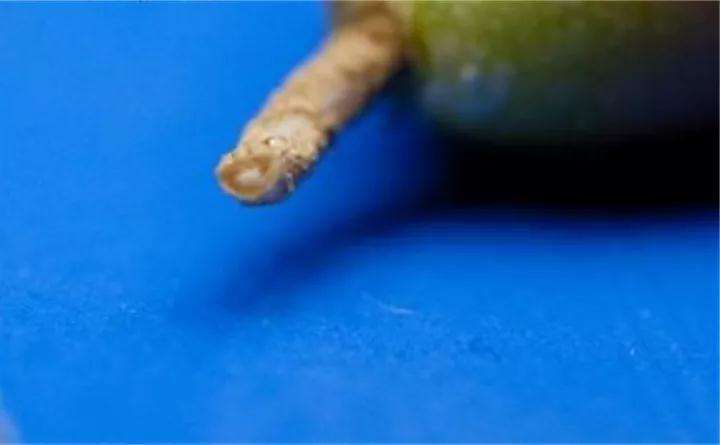 生石花多肉植物怎么上盆的方法 图片