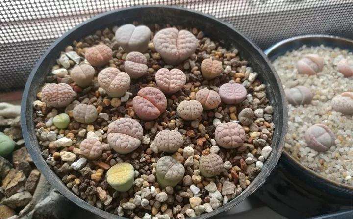 生石花多肉植物怎么上盆的方法 图片