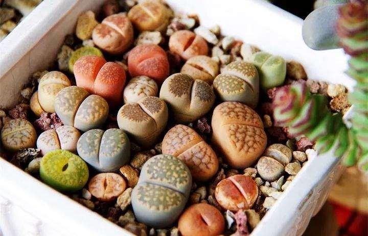 生石花多肉怎么控制光照和温度的方法