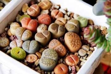 生石花多肉怎么控制光照和温度的方法