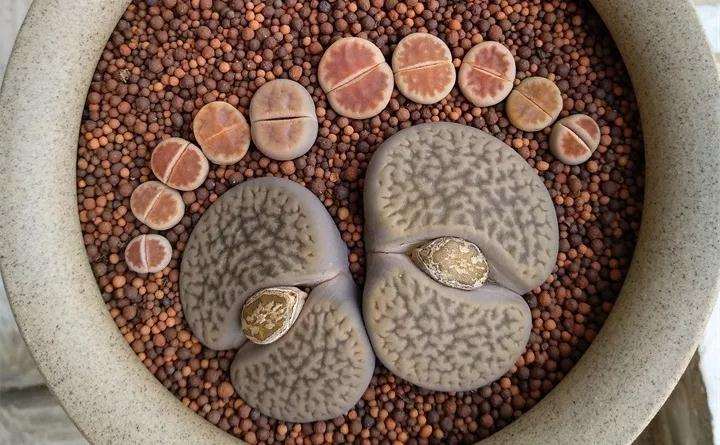 生石花多肉怎么浇水的方法 图片