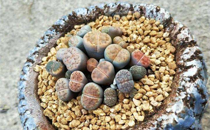 生石花多肉怎么浇水的方法 图片