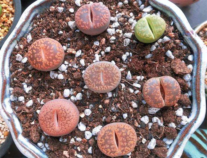 生石花多肉怎么浇水的方法 图片