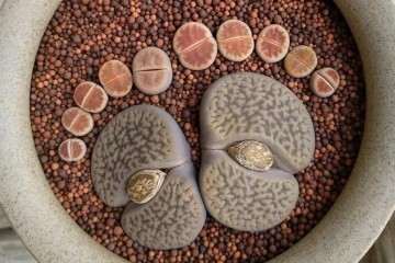 生石花多肉怎么浇水的方法 图片