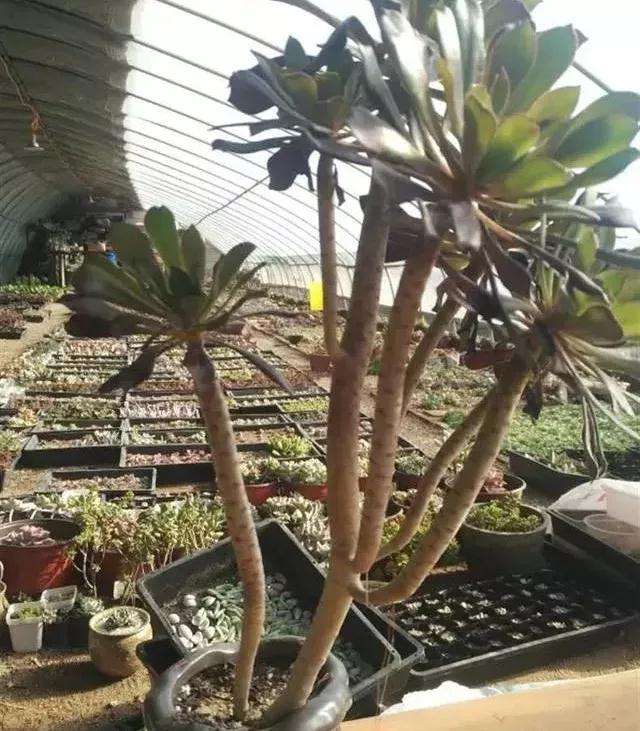 多肉老桩怎么换盆的过程