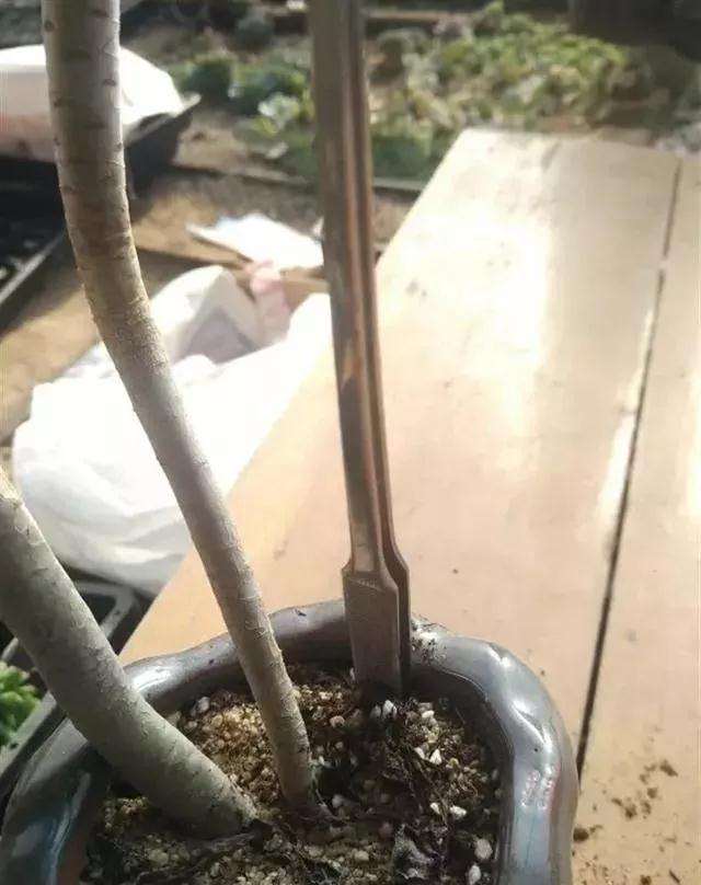 多肉老桩怎么换盆的过程