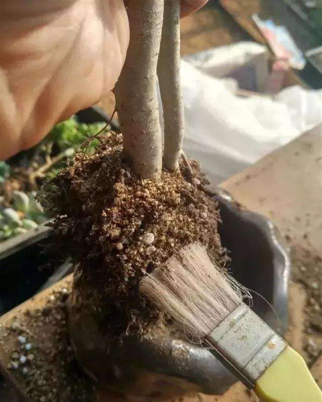 多肉老桩怎么换盆的过程