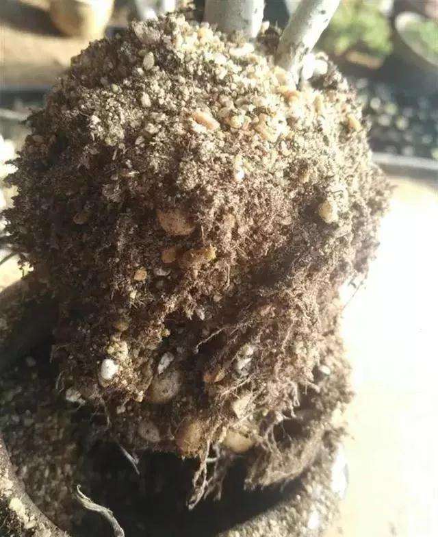 多肉老桩怎么换盆的过程