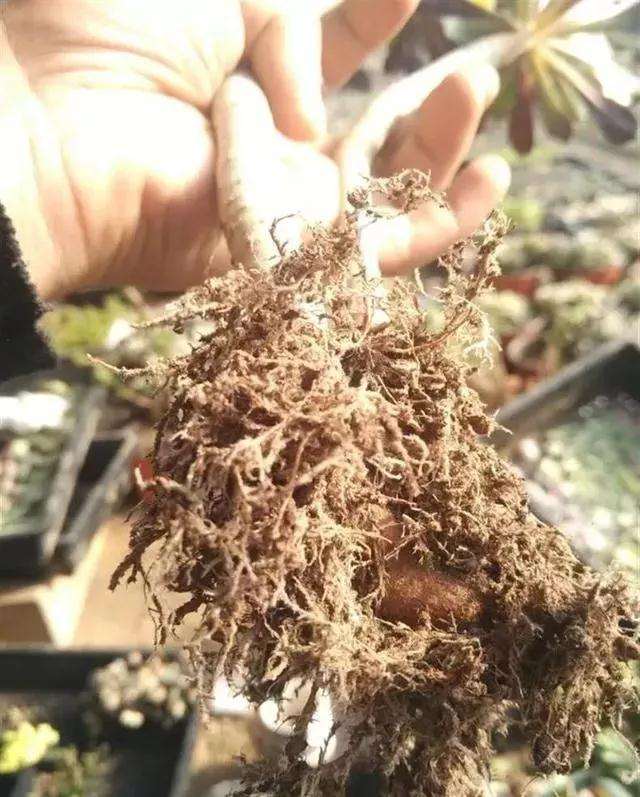 多肉老桩怎么换盆的过程