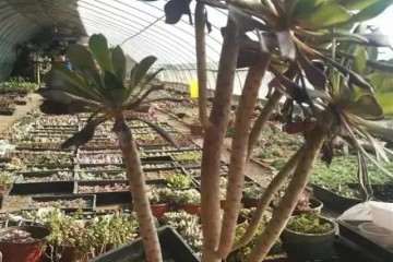 图解 多肉老桩怎么换盆的过程