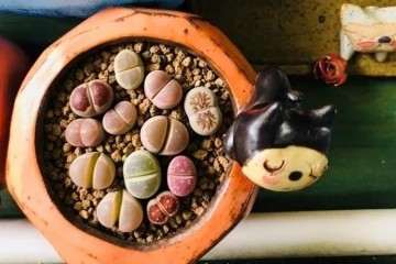 生石花多肉怎么移栽施肥的方法 图片