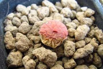 生石花多肉晒伤徒长 怎么办 图片