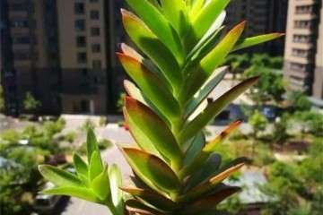 多肉植物徒长 怎么砍的方法 图片