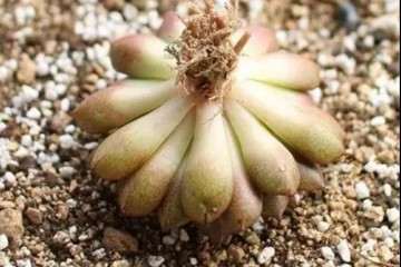 多肉植物怎么修根消毒的方法 图片