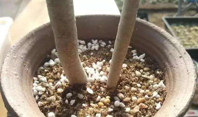 多肉老桩怎么换盆的过程