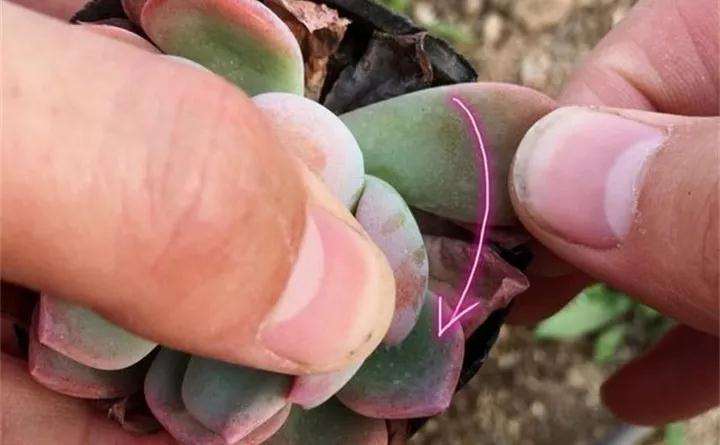 多肉植物叶插总失败 怎么办 图片