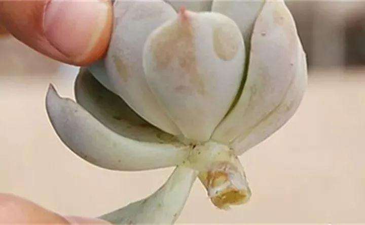 多肉植物叶插总失败 怎么办 图片