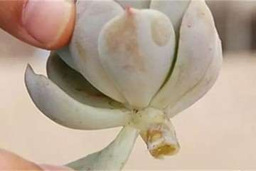 多肉植物叶插总失败 怎么办 图片