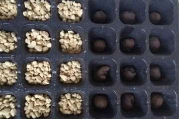 怎么配土 多肉叶插容易成活 图片