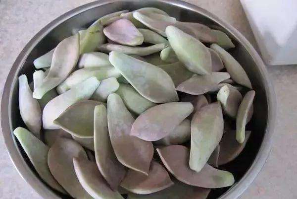 胧月多肉怎么食用的方法 图片