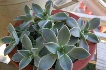 胧月多肉怎么食用的方法 图片