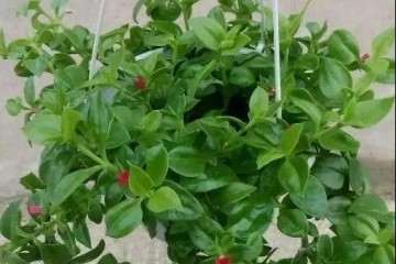 牡丹吊兰多肉怎么食用的方法 图片