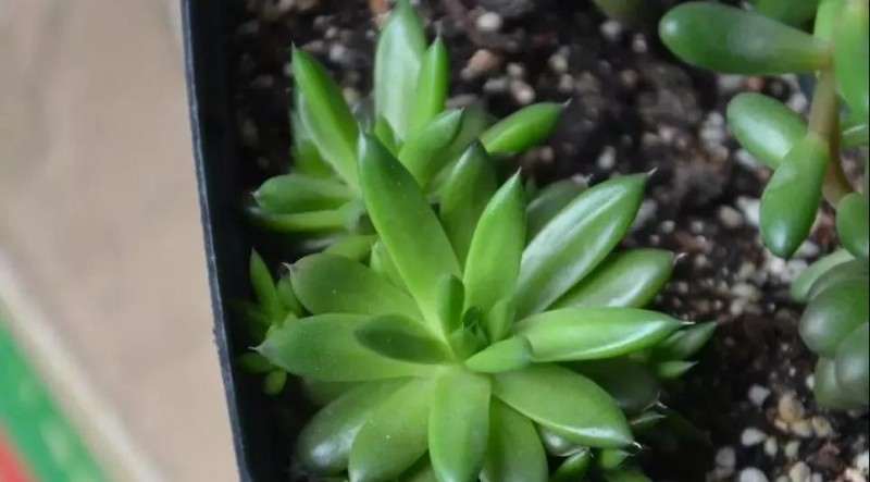 牡丹吊兰多肉怎么食用的方法 图片