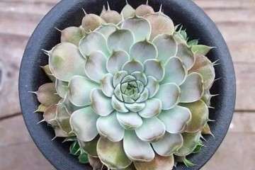 牡丹吊兰多肉怎么食用的3个方法 图片