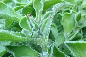 水晶冰菜多肉怎么食用的方法 图片