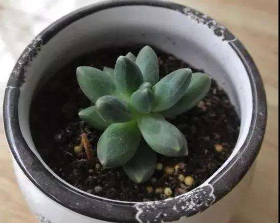 为什么冬天多肉植物徒长 怎么办 图片