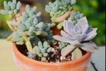 为什么冬天多肉植物徒长 怎么办 图片