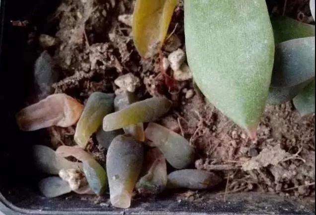 冬天多肉冻伤烂根 怎么办 什么方法 图片