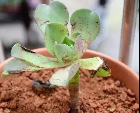 冬天多肉冻伤烂根 怎么办 什么方法 图片