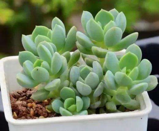 冬天多肉冻伤烂根 怎么办 什么方法 图片