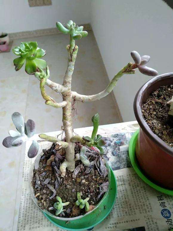 多肉植物怎么嫁接的5个步骤