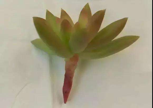 多肉植物怎么嫁接的5个步骤