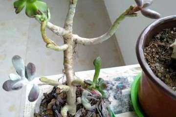 图解 多肉植物怎么嫁接的5个步骤