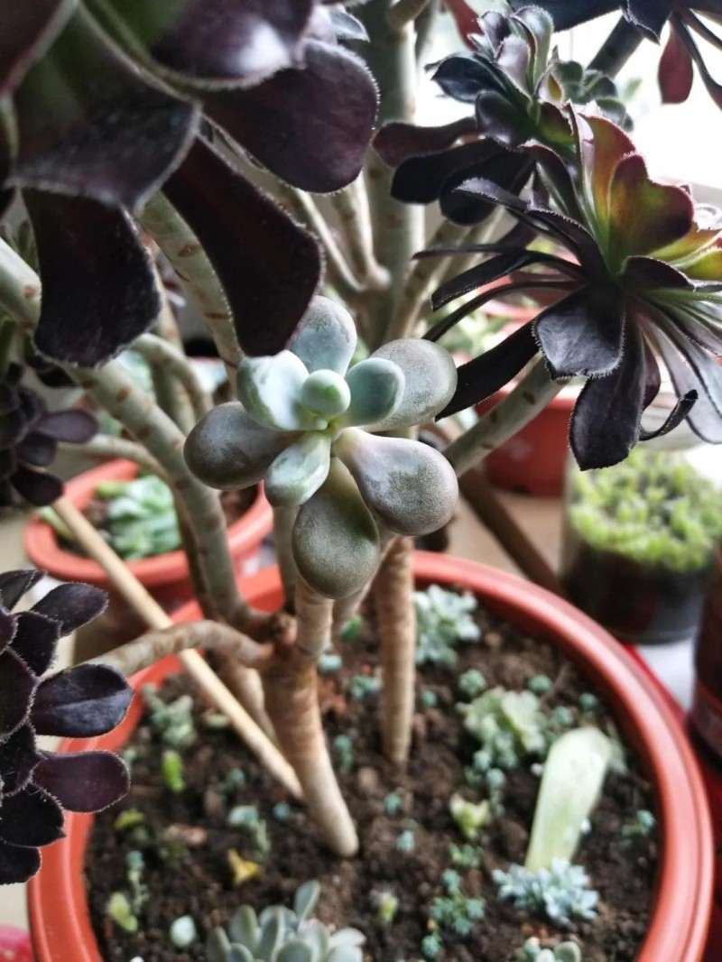 多肉嫁接的3个方法 成活率100% 图片