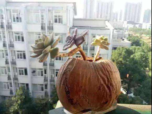 多肉嫁接的3个方法 成活率100% 图片