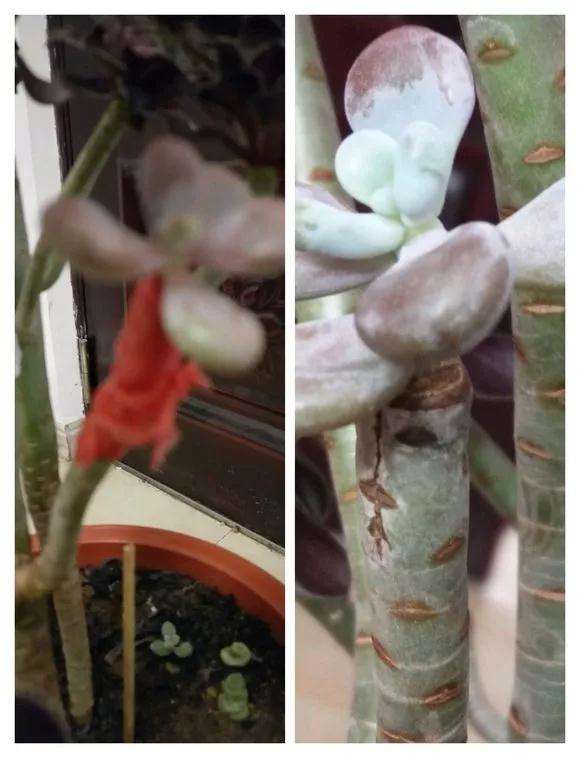 多肉嫁接的3个方法 成活率100% 图片