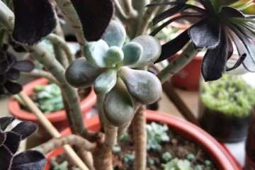 多肉嫁接的3个方法 成活率100％ 图片