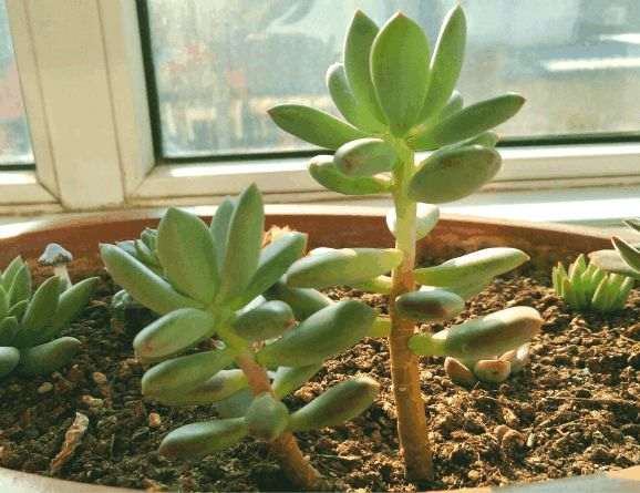 多肉植物徒长有什么好处 有5个 图片